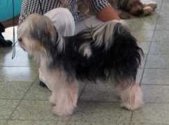 tibeti-terrier.hu Akkira