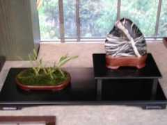 aias-suiseki.it Alaghi