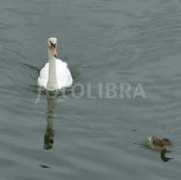 fotolibra.com Alarch