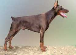 dobermann-review.com Alargo