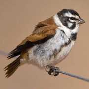 biodiversityexplorer.org Alario