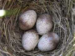 ozanimals.com Alauda