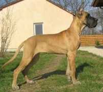 iskandardogue.com Alazais