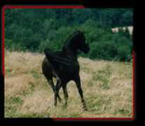 black-arabs.de Alazim