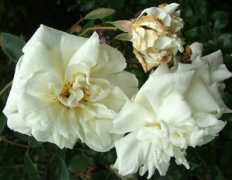 mooseyscountrygarden.com Alberic