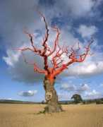 sdamy.com Albero
