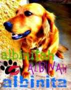 petflog.com Albinita