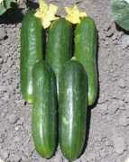 unitedgenetics.com Albustan