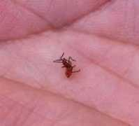 hometalk.com Alcasas