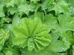 mooseyscountrygarden.com Alchemilla