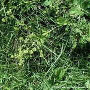 Alchemilla