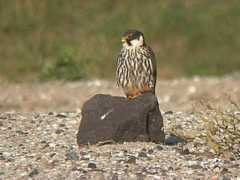 Alcotan