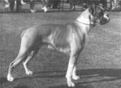 ukboxerdogs.co.uk Aleader