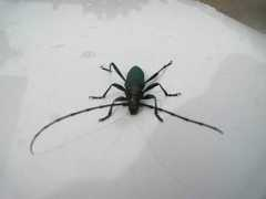 imagini.n3po.com Alegere