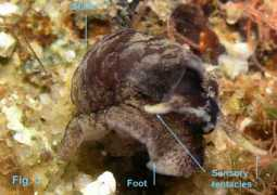 seashellsofnsw.org.au Alexania