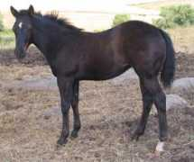 brannanquarterhorses.com Alexcia