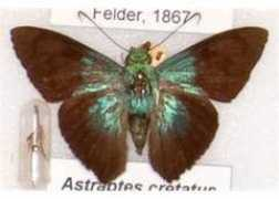 butterfliesofamerica.com Alfius