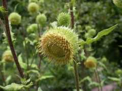 .biologie.uni-halle.de Alfredia