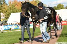 plnokrevnik.xf.cz Alhaitham