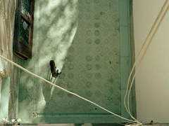 seecult.org Aligrudic