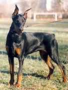 sarov-dober.narod.ru Alisanda