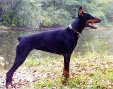 sarov-dober.narod.ru Alisanda