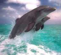 imanhakikatleri.com Alisla