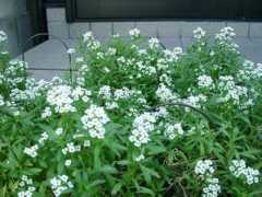 nekorian.net Alissam