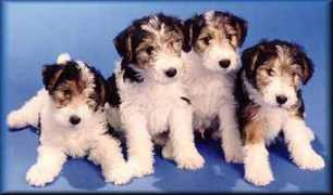 wirefox-terriers.com Aljamar
