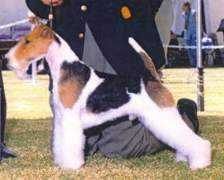 tinker-toy-schnauzers.com Aljamar