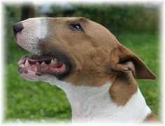 jolter.wbs.cz Alkaida