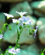 panacea.pl Alkiewicz