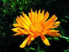 panacea.pl Alkiewicz