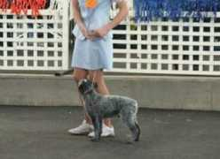 dogzonline.com.au Alkina