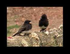 beliamuda.com Alkisah