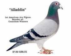 protegeloft.com Alladdin