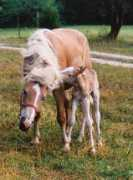 roadsendhaflingers.com Alladdin