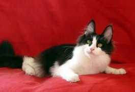 angorakatzen.de Alladin