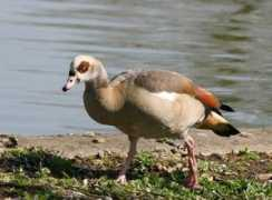 fotos-chico.com Allien