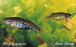 acquaportal.it Alloto