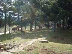 panoramio.com Aloga