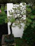 parlonsbonsai.com Alphena