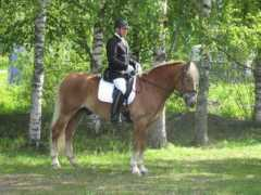 rekuntalli.kotisivukone.com Alvari