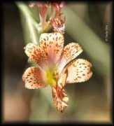 chilebosque.cl Alvers