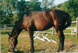 harlequinfarm.com Amads