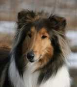 finncollies.com Amaranthe