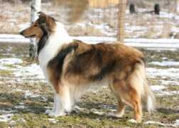 finncollies.com Amaranthe