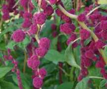 Amaranthus
