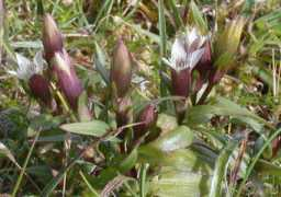 plant-identification.co.uk Amarella