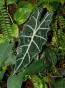 exoticrainforest.com Amazonica